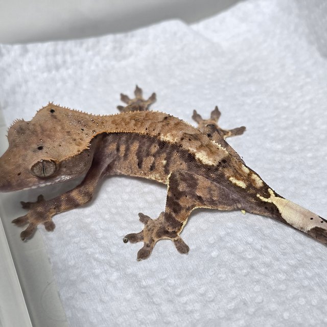 카푸치노 트라이