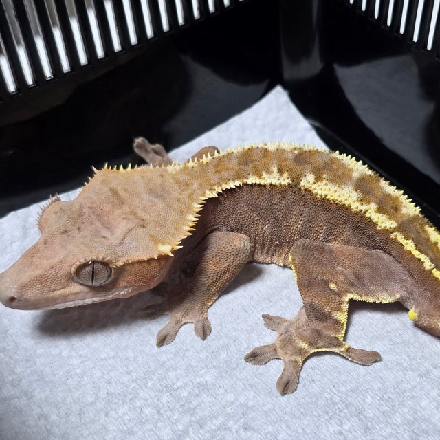 100%헷아잔틱 카푸치노