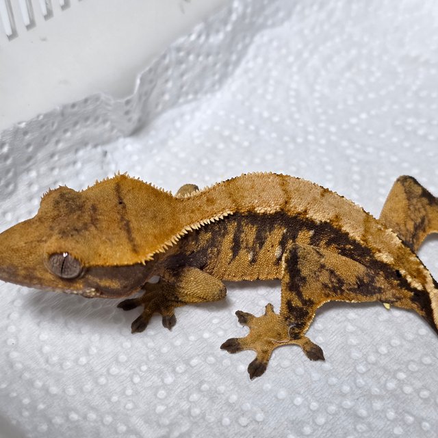 노멀 트라이 할리퀸 텐저린