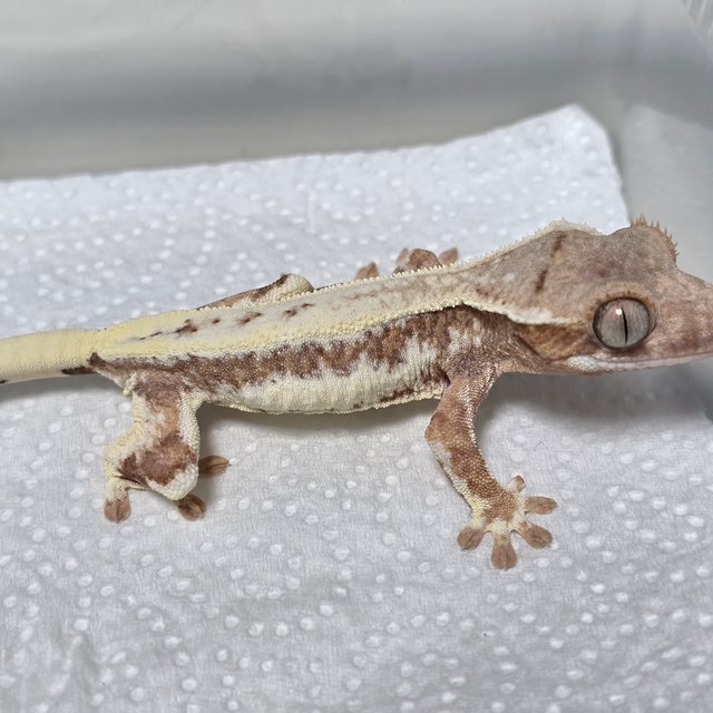 릴리화이트 프라푸치노 풀핀