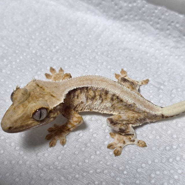 릴리화이트 솔리드백 트라이