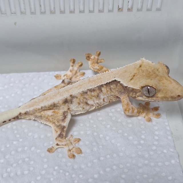 릴리화이트 솔리드백 트라이