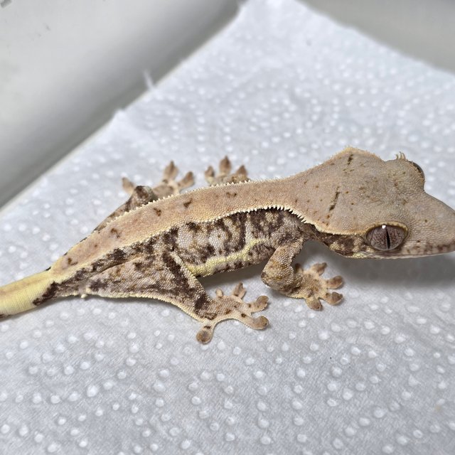 릴리화이트 트라이