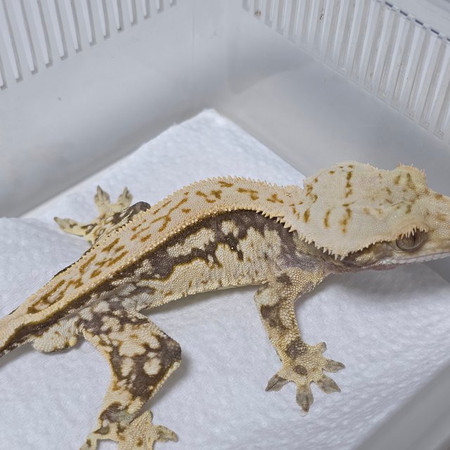 노멀 쿼드 풀핀