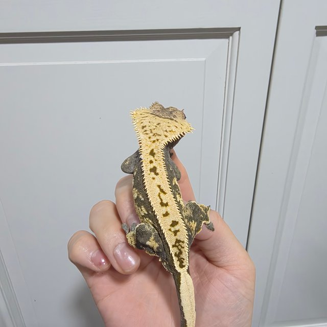 100%헷아잔틱 풀핀 다크