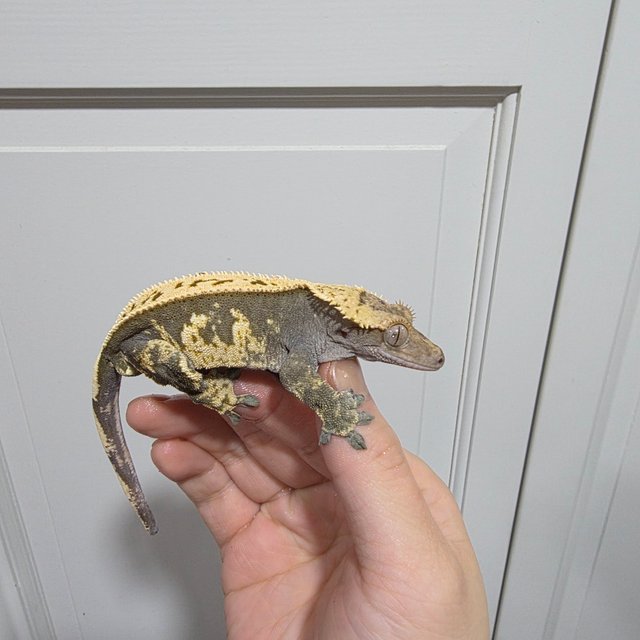 100%헷아잔틱 풀핀 다크