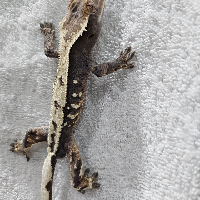 세이블