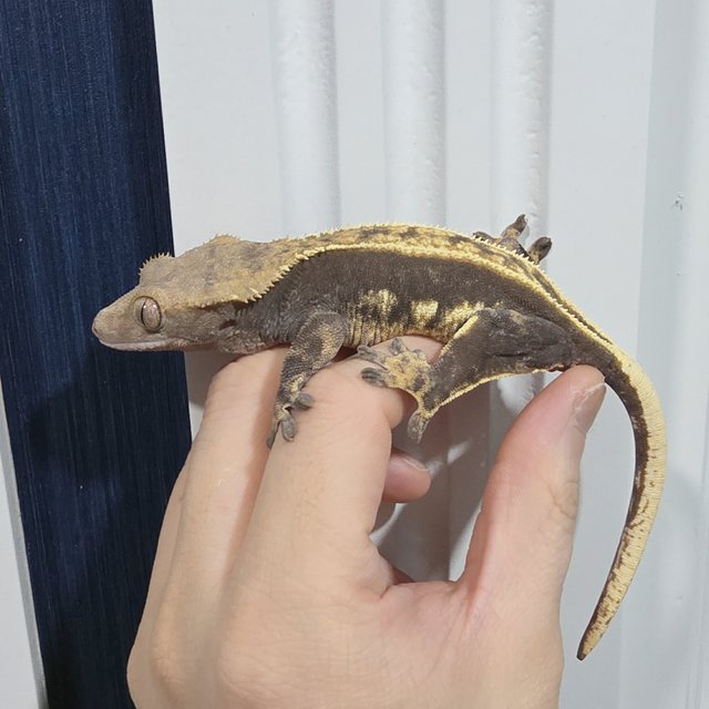 100%헷아잔틱 풀핀