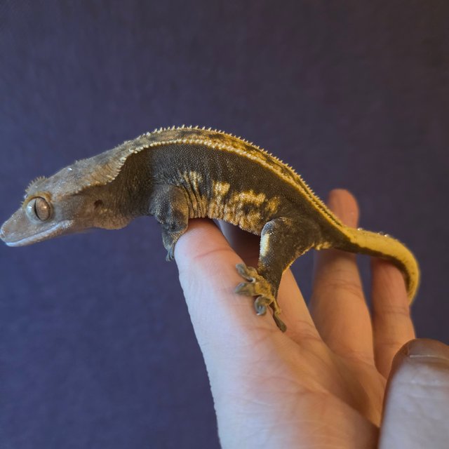 100%헷아잔틱 풀핀