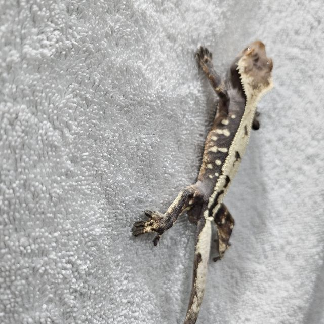 세이블