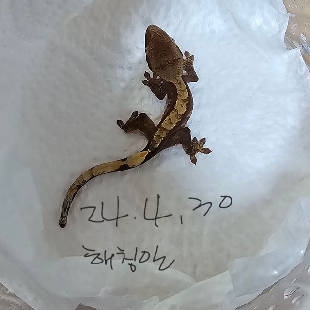 노멀