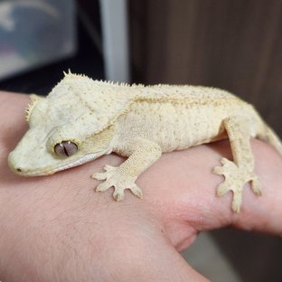 패턴리스 벅스킨 크림