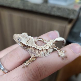 노멀 화이트핀 화이트포트홀 화이트스팟 화이트