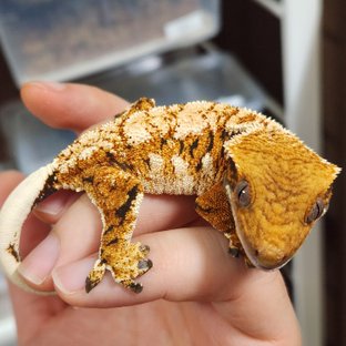 노멀 텐저린 화이트핀 화이트포트홀