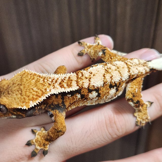 노멀 텐저린 화이트핀 화이트포트홀