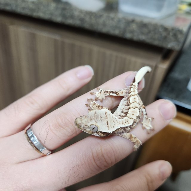 노멀 화이트핀 화이트포트홀 화이트스팟 화이트