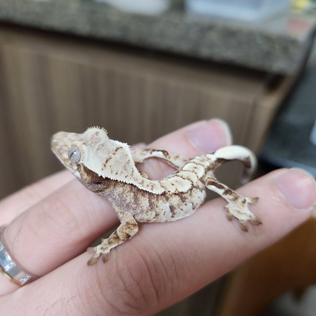 노멀 화이트핀 화이트포트홀 화이트스팟 화이트