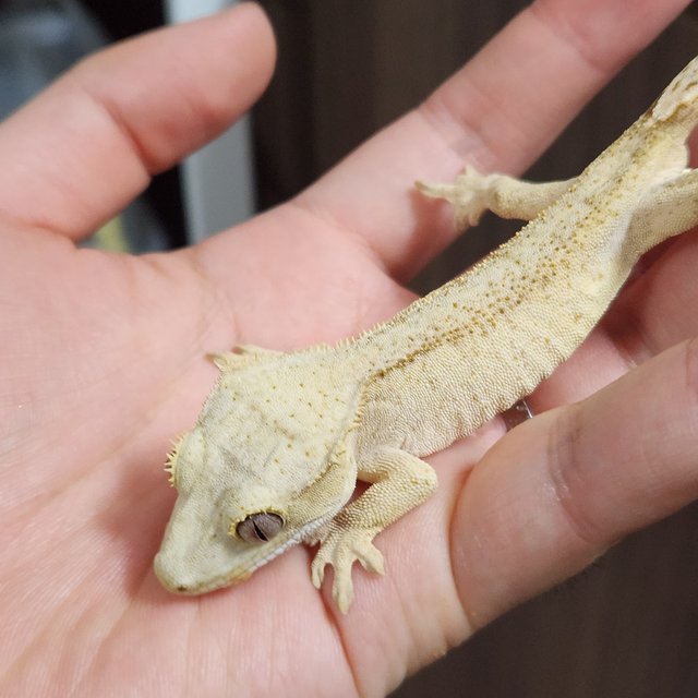 패턴리스 벅스킨 크림