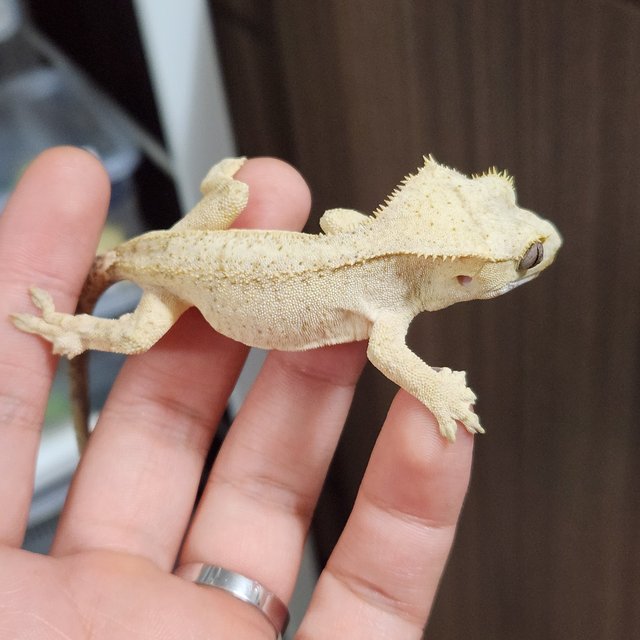 패턴리스 벅스킨 크림