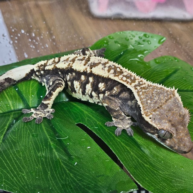 카푸치노 블랙 화이트스팟