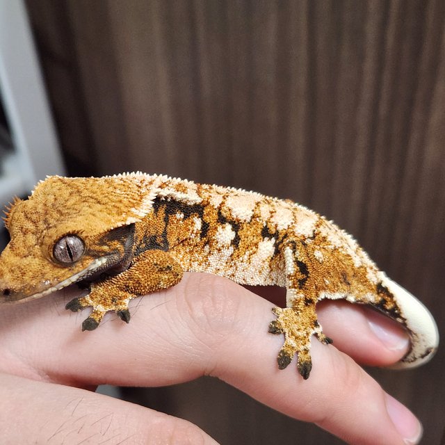 노멀 텐저린 화이트핀 화이트포트홀