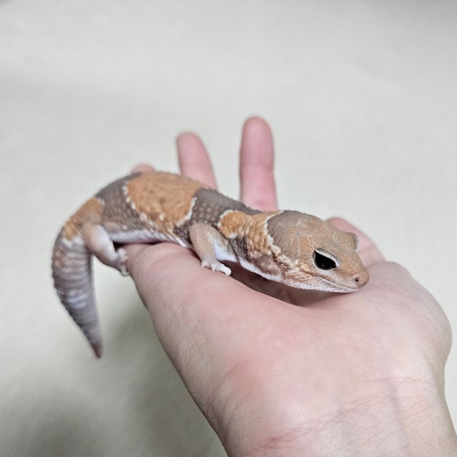 카라멜 헷 줄루