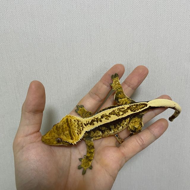 노멀 익스트림할리퀸 풀핀 핀스트라이프 레이지 트라이