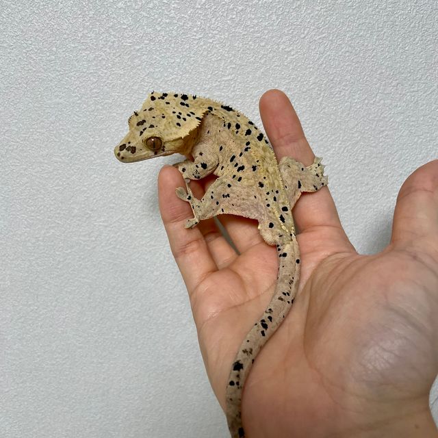 슈퍼달마시안