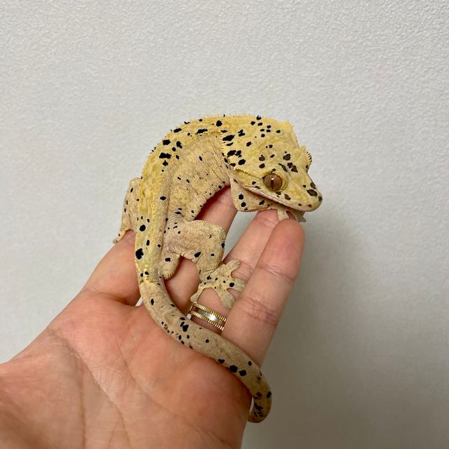슈퍼달마시안