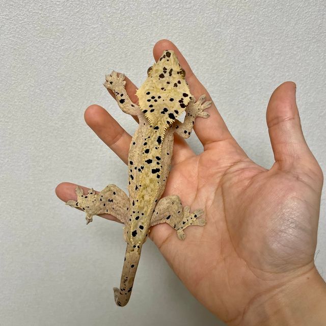 슈퍼달마시안