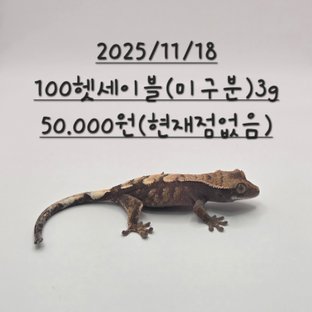 100%헷아잔틱 세이블 할리퀸 블랙