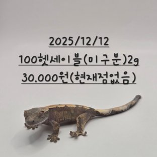 세이블 100%헷아잔틱 할리퀸 다크 블랙