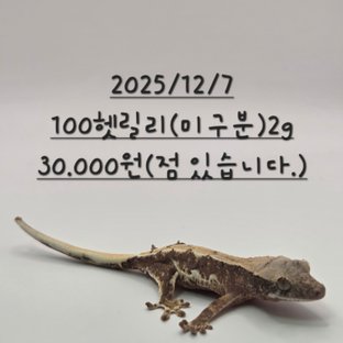 릴리100%헷아잔틱 화이트포트홀 화이트스팟 화이트핀 화이트