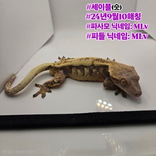세이블 화이트스팟 쿼드