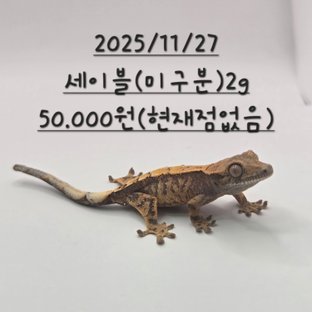 세이블 화이트스팟 익스트림할리퀸