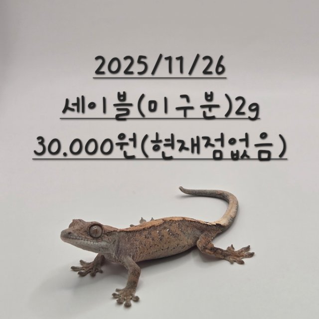 세이블 다크 블랙