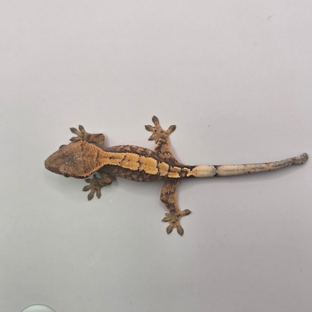 세이블 화이트스팟 익스트림할리퀸