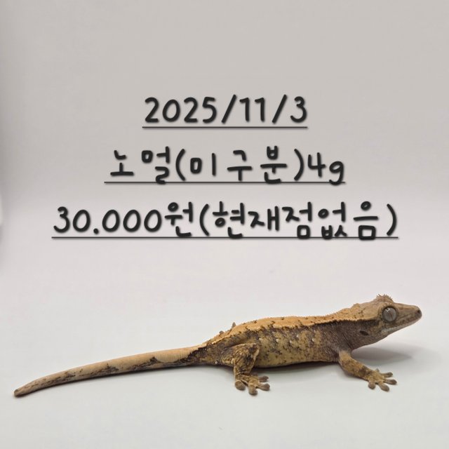 노멀 할리퀸 옐로우 크림 할로윈