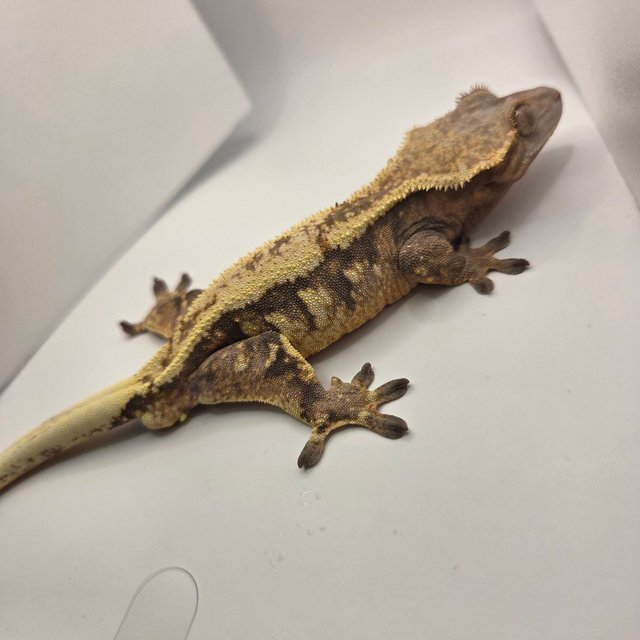 세이블 화이트스팟 쿼드