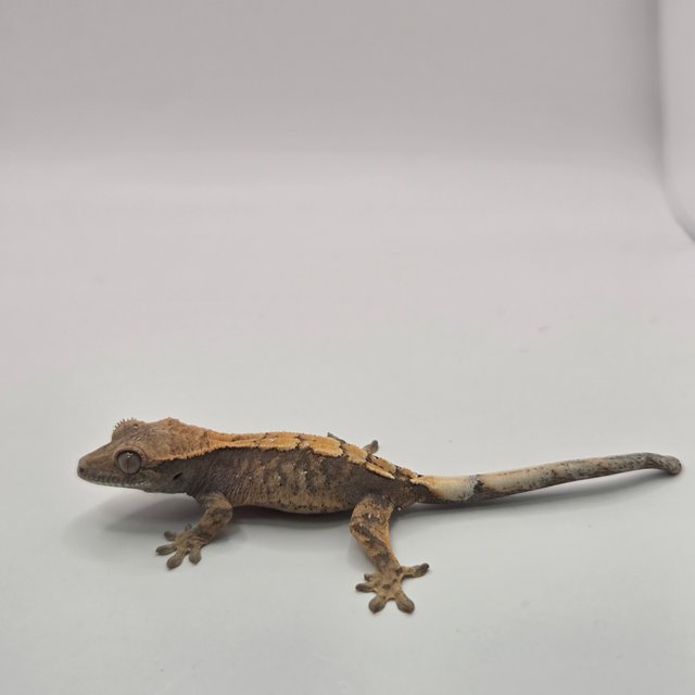 세이블 화이트스팟 익스트림할리퀸