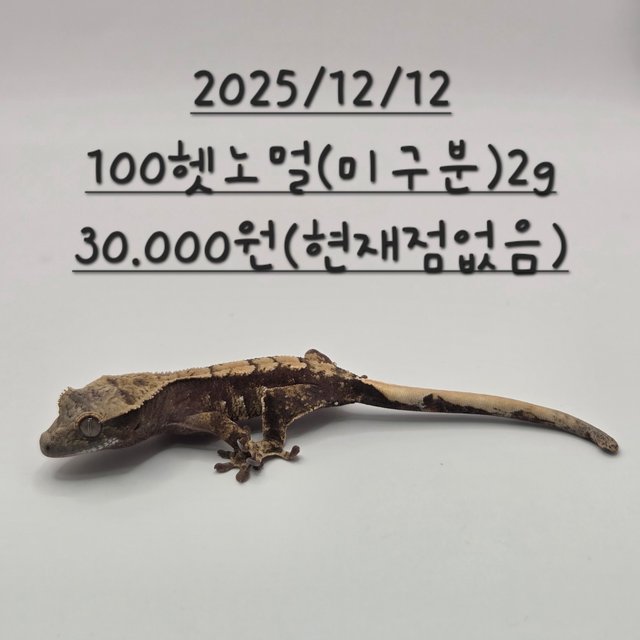 노멀 100%헷아잔틱 블랙 다크 할리퀸