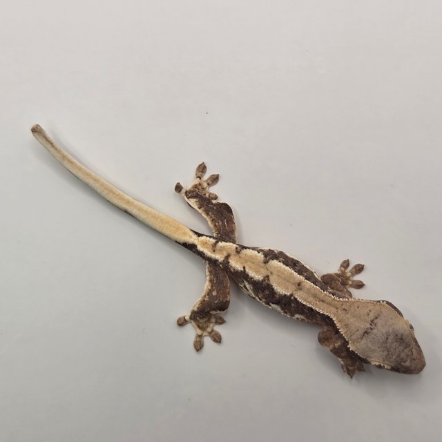 릴리100%헷아잔틱 화이트포트홀 화이트스팟 화이트핀 화이트