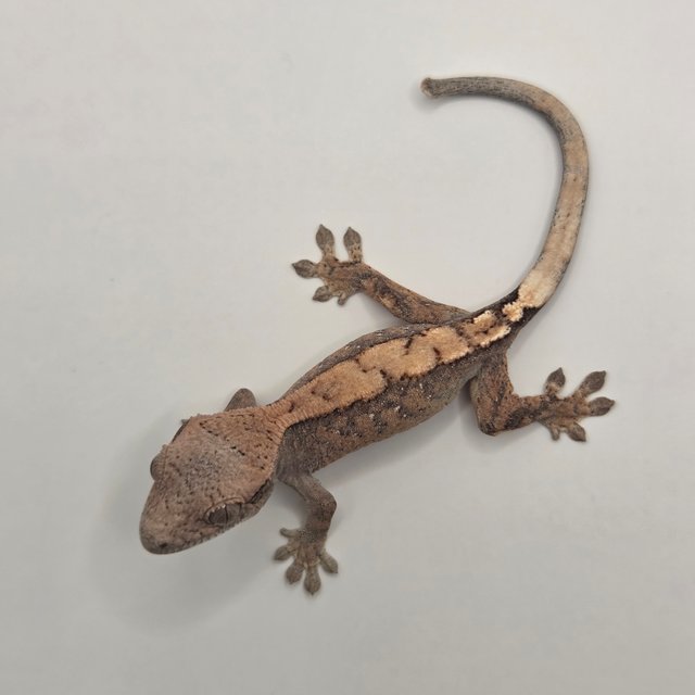 세이블 다크 블랙