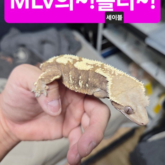 세이블 화이트스팟 쿼드 화이트포트홀 다크