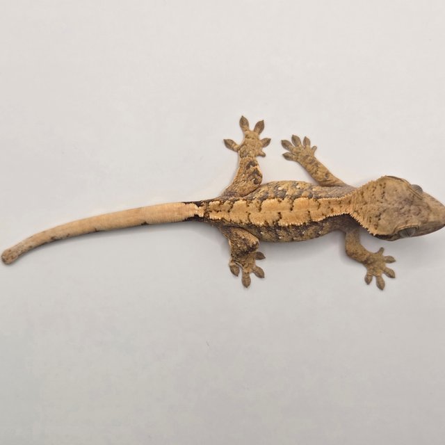 노멀 할리퀸 옐로우 크림 할로윈