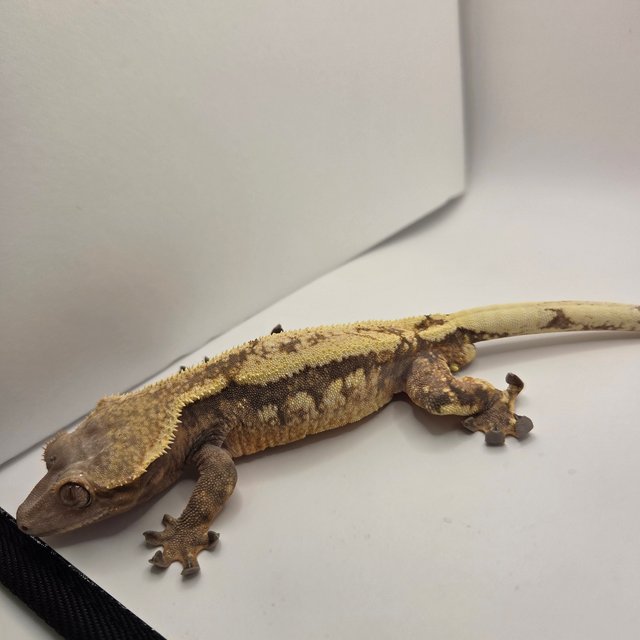 세이블 화이트스팟 쿼드