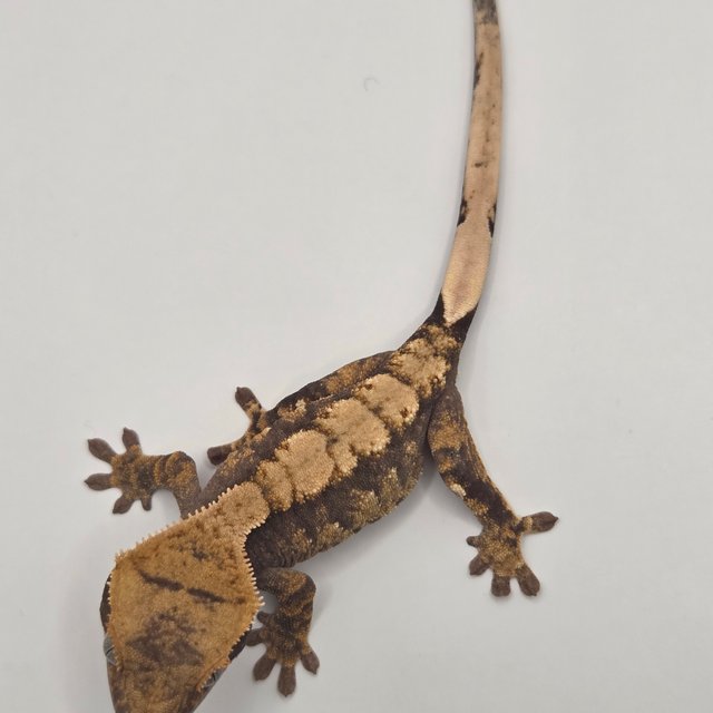 노멀 블랙 다크 100%헷아잔틱