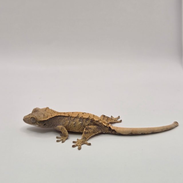 노멀 할리퀸 옐로우 크림 할로윈