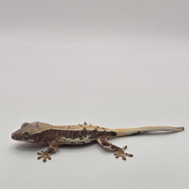 릴리100%헷아잔틱 화이트포트홀 화이트스팟 화이트핀 화이트