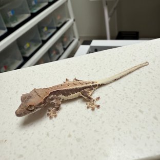 프라푸치노 100%헷아잔틱